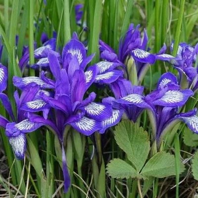Кукушкины слёзки
